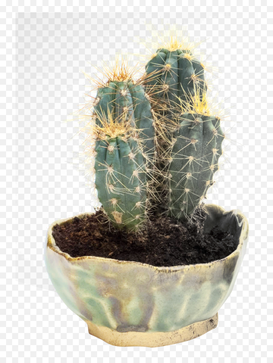 Cactus Png Image Cacti