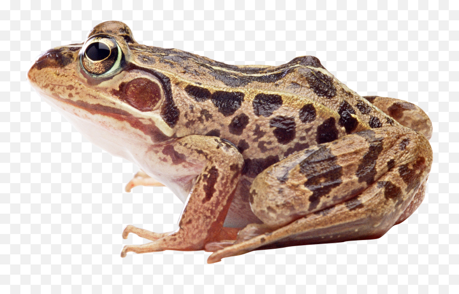 Frog Png - Wood Frog Transparent Background,Transparent Frog