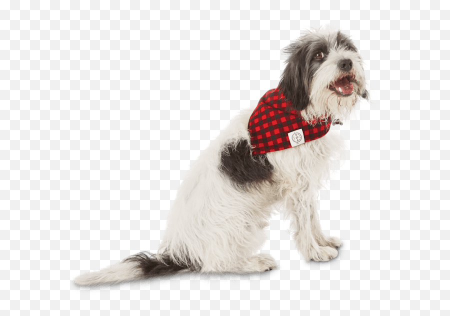 Bond U0026 Co Buffalo Checkered Dog Bandana For Neck Sizes 18 - 21 Largeextra Large Dog Bandanas Png,Buffalo Icon Apparel