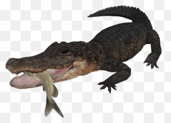 American Alligator - Zoo Tycoon 2 png