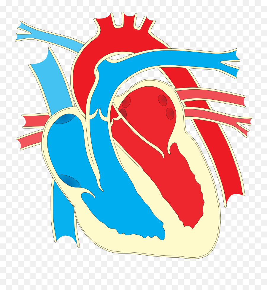 Wiring Diagram Heart Drawing Clip Art - Unlabelled Heart Diagram Simple Png,Anatomical Heart Png