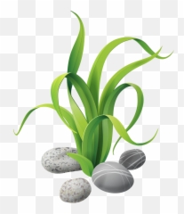 Download Algae Stones - Seaweed Cartoon Png,Algae Png