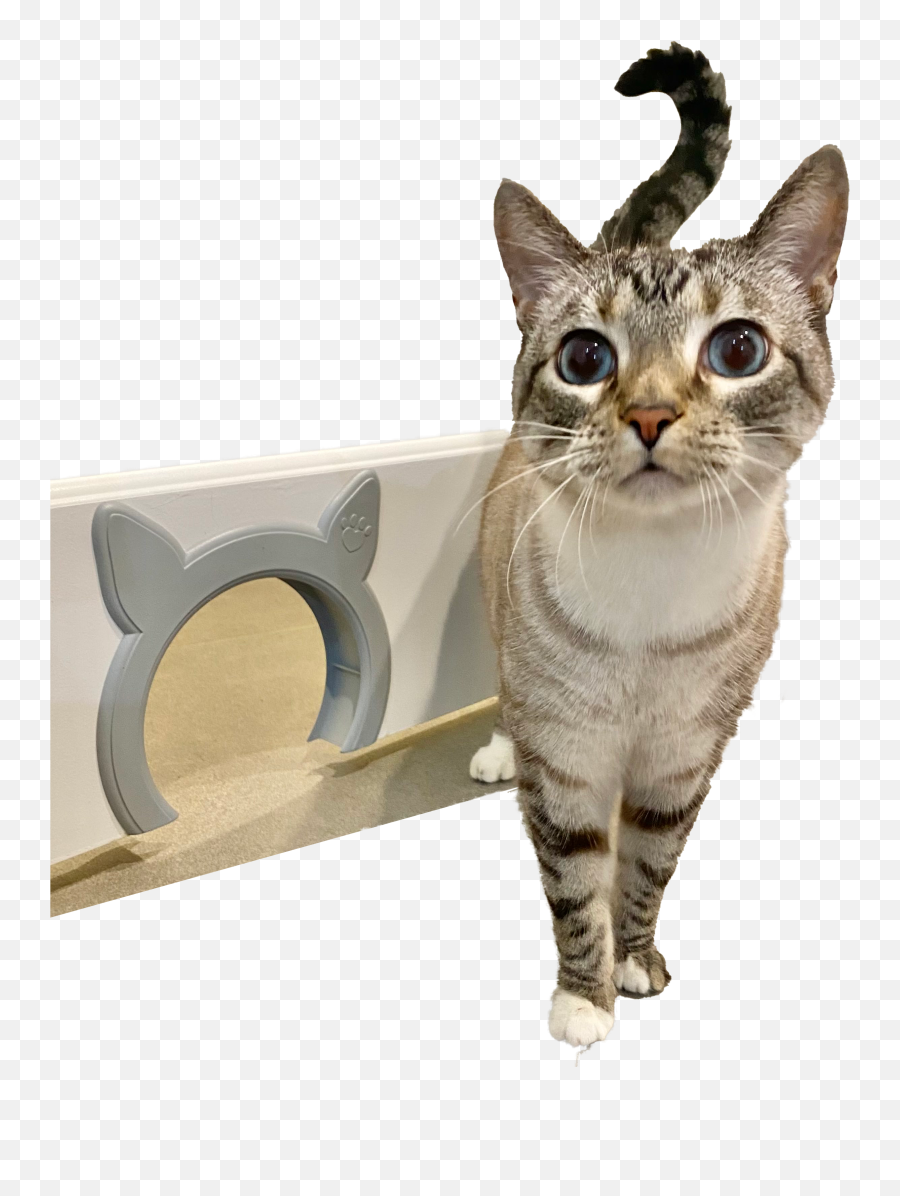 Pawsm Interior Cat Door Pet For Cats Hides - Domestic Cat Png,Calm Icon For Cats