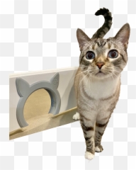 Pawsm Interior Cat Door Pet For Cats Hides - Domestic png