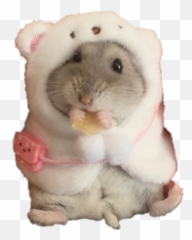 Hamster Freetoedit 283854920015211 By Gexecikarminka7 - Soft png