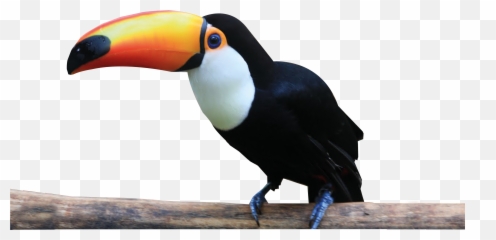 Tucan Antiqua - Tucan Png,Tucan Png
