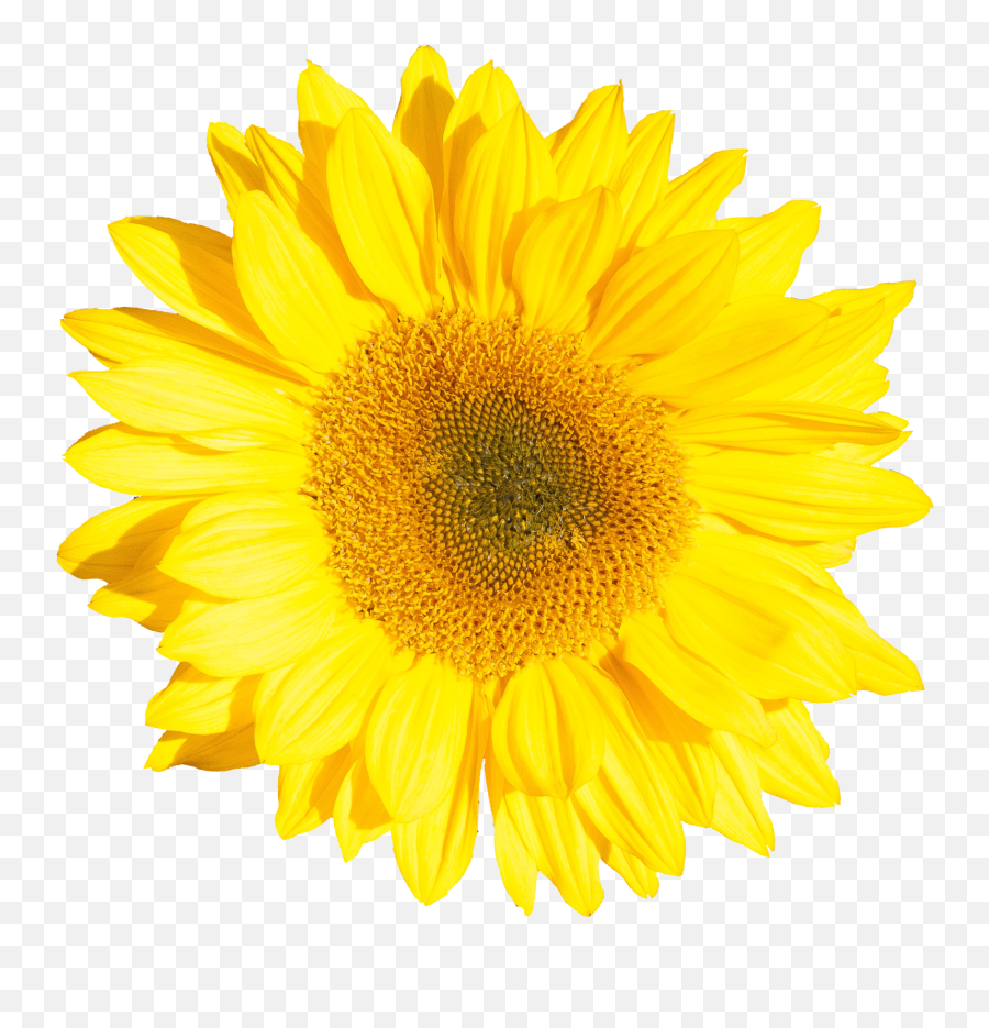 4 Sunflower Png Transparent Onlygfxcom - Transparent Yellow Daisy Png,Transparent Sunflower