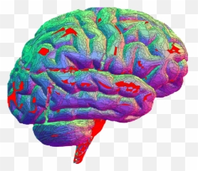 Animated Brain Gif - ClipArt Best Transparent png