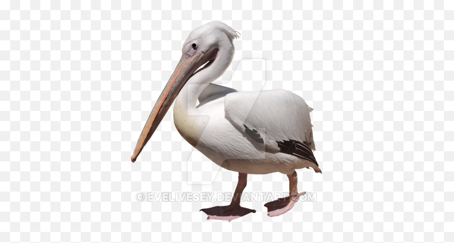 Pelican Png Image - Pelican Png,Pelican Png