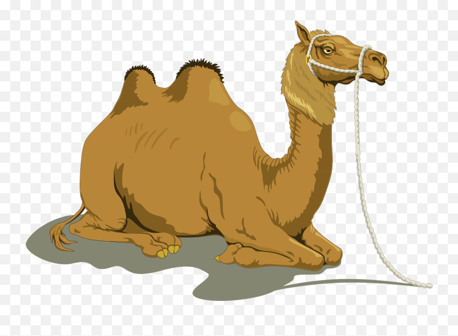 47 Camel Png Transparent Images - Clipart Camel,Camel Png