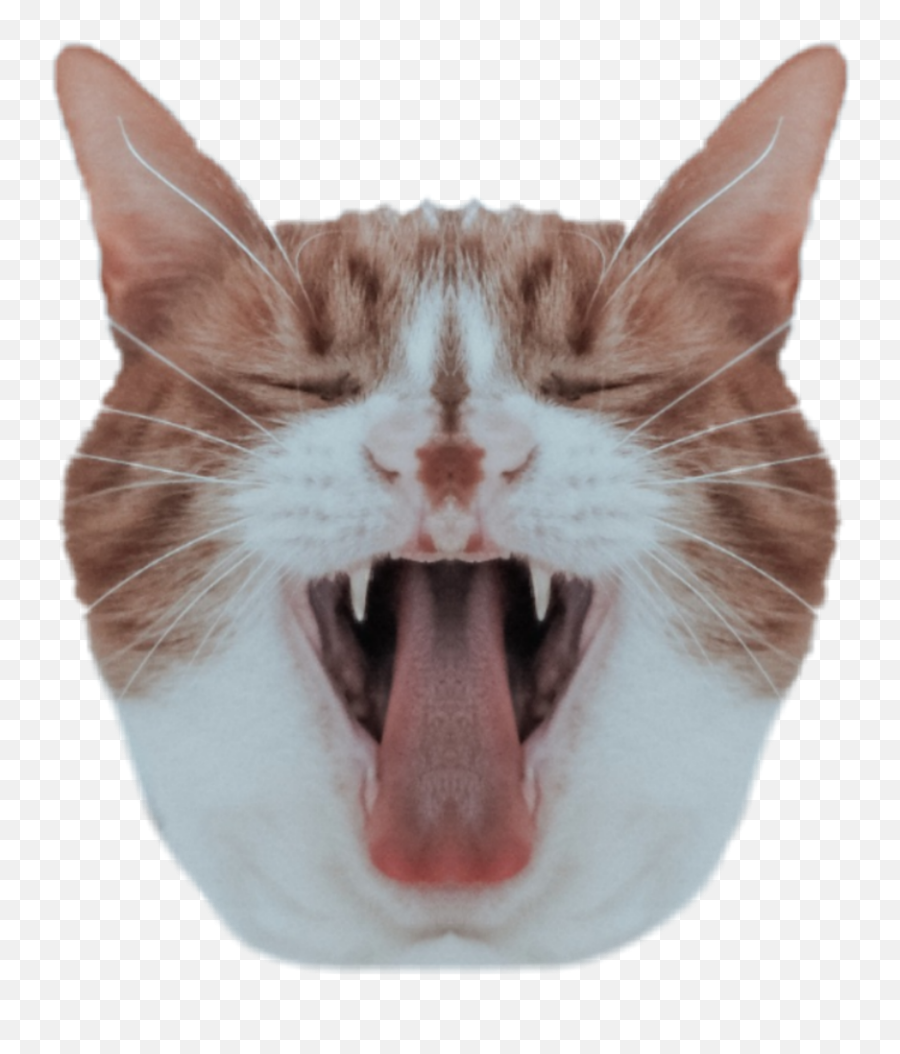 Download Cat Head Mirroreffect - Cat Png Image With No Cat Head Transparent,Cat Head Png