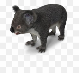 Realistic Koala Transparent Png - Koala,Koala Transparent