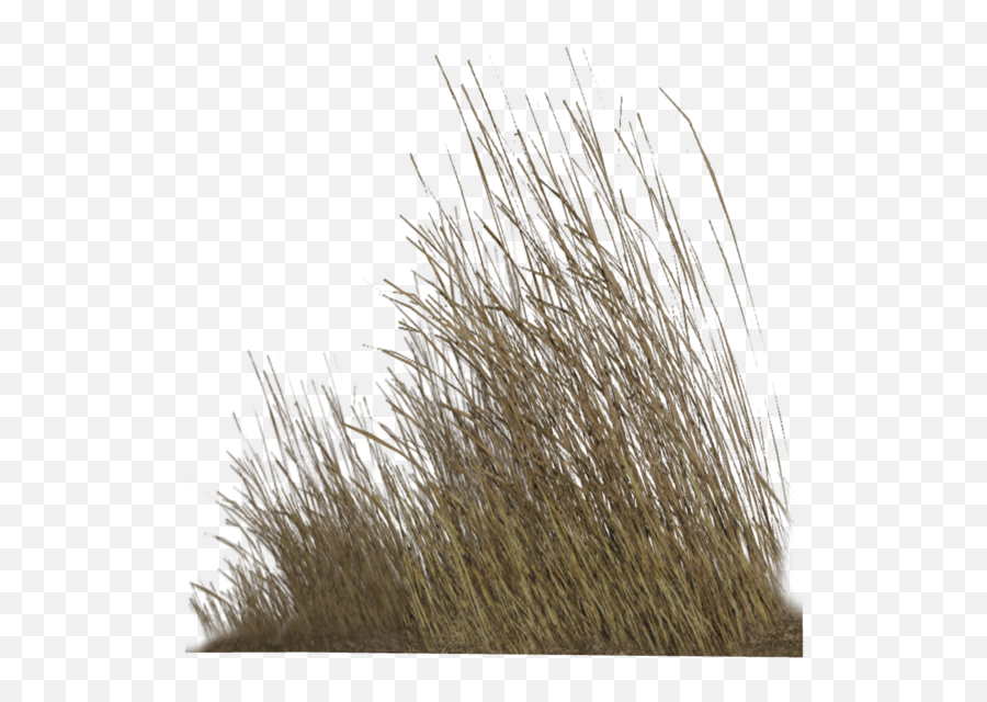 Dry Grass Png 5 Image - Transparent Dry Grass Png,Long Grass Png