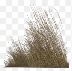 Dry Grass Png 5 Image - Transparent