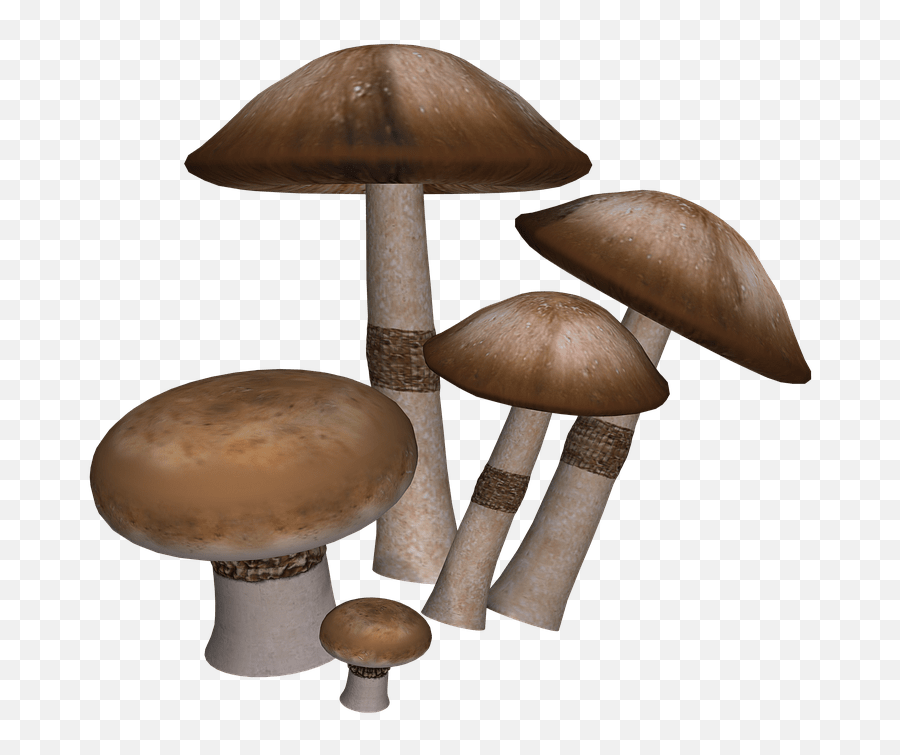 Mushrooms Collection Transparent Png - Mushrooms Transparent,Mushroom Transparent Background