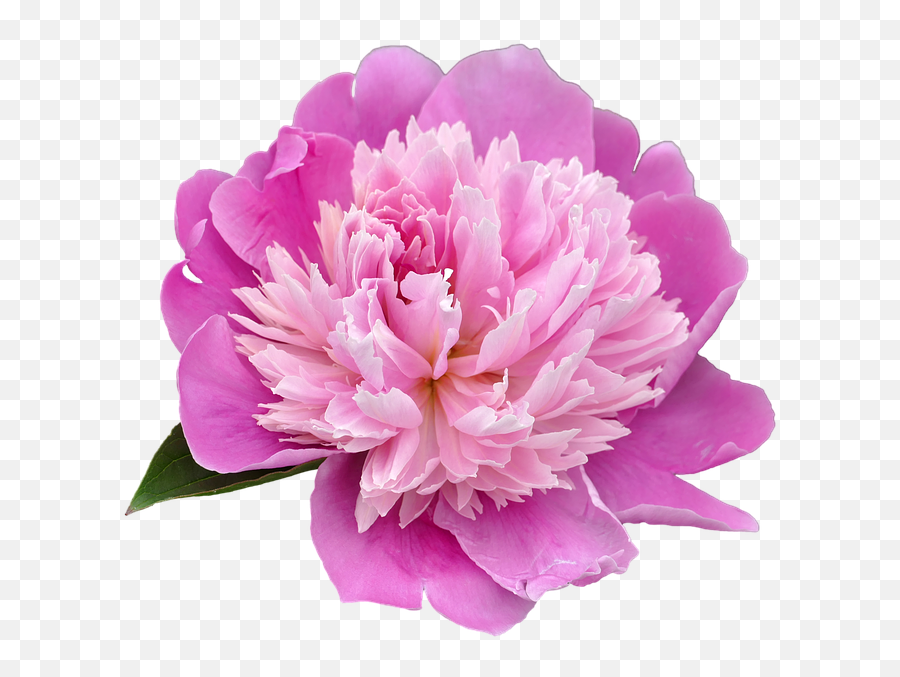 Peony Transparent Picture Hq Png Image - Peony Png,Peonies Png