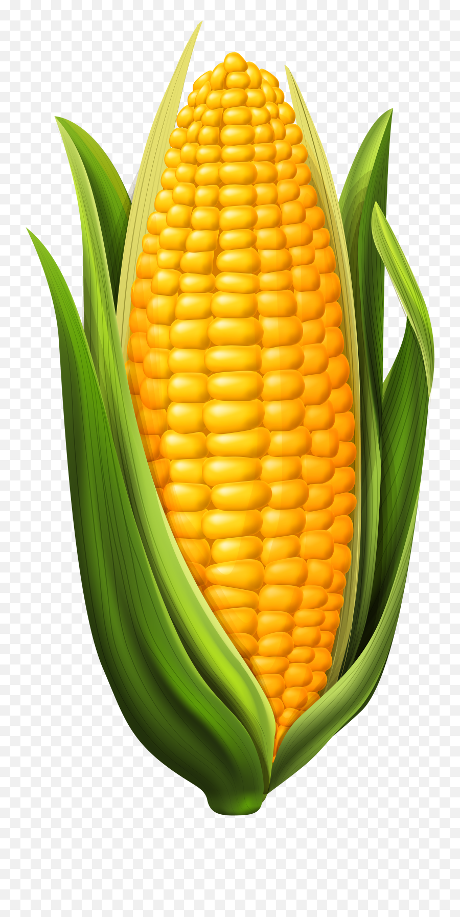 Download Corn Vector Png - Clipart Corn On The Cob,Corn Cob Png