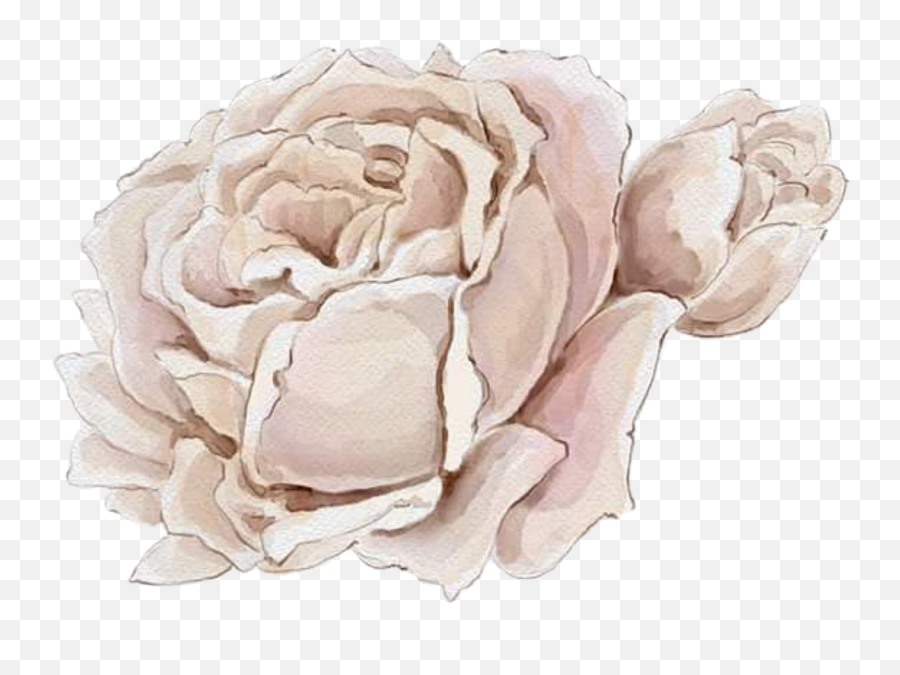 Watercolor Roses Flowers Floral Png White - Garden Roses,Watercolor Roses Png