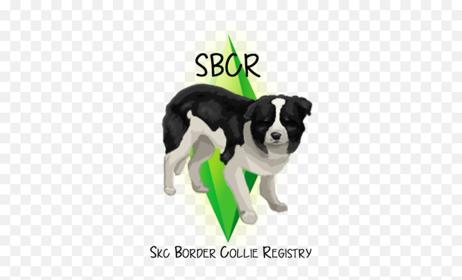 Border Collie Breeders Skc - Bcregistry Dog Catches Something Png,Border Collie Png