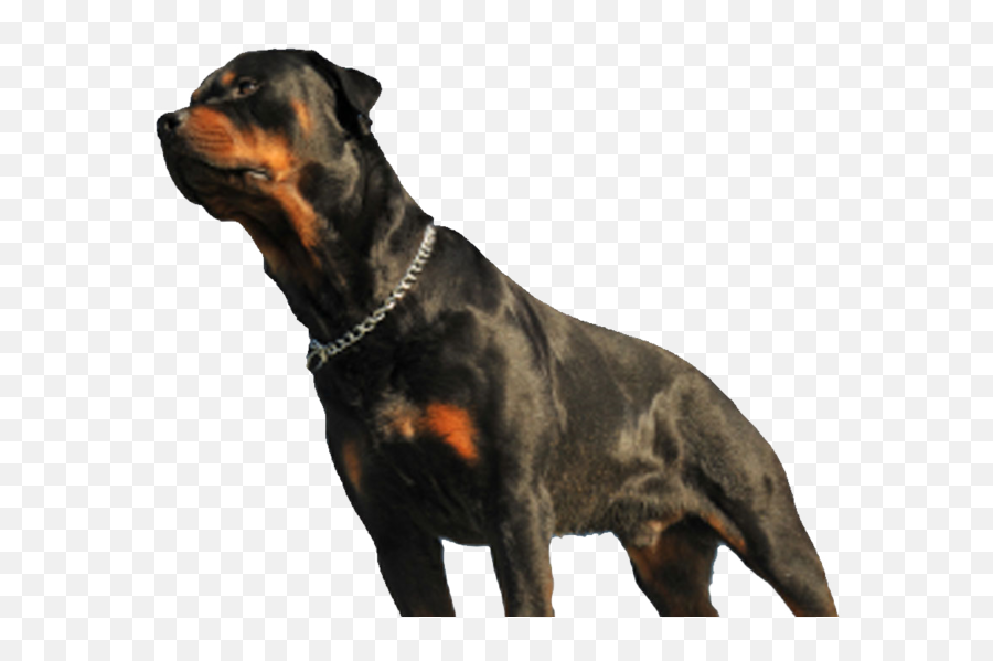 Dog Fatally Mauls Baby In Los Angeles - Rottweiler Png,Rottweiler Png