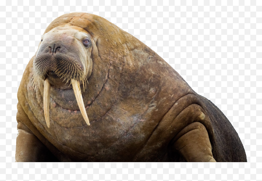 Walrus Transparent Background - Walrus Transparent Background Png,Walrus Png