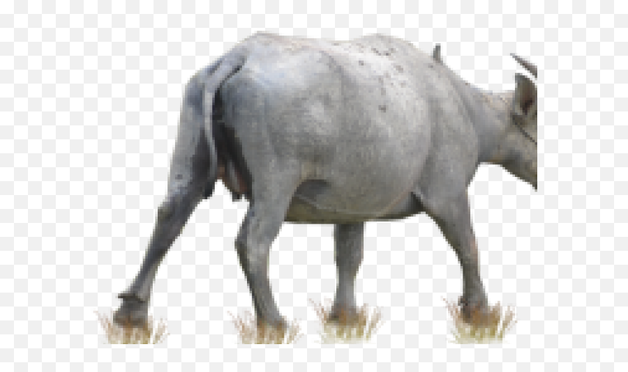 Download Buffalo Png Transparent Images - Kerbau Png,Buffalo Png