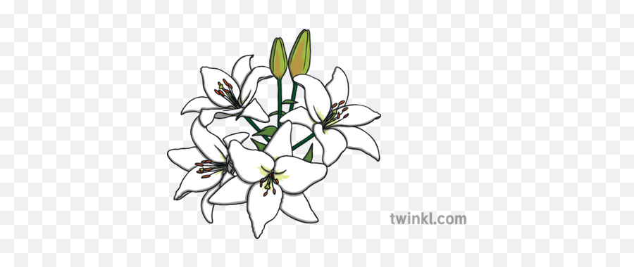 White Lillies Religion Science Flowers - Angel Of The North Line Drawing Png,Lillies Png