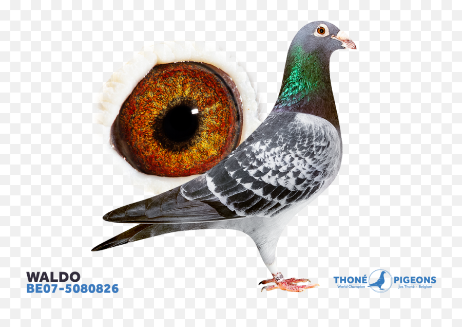 Waldo - Be075080826 Rock Dove Png,Waldo Png