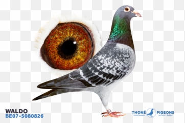 Waldo - Be075080826 Rock Dove Png,Waldo Png