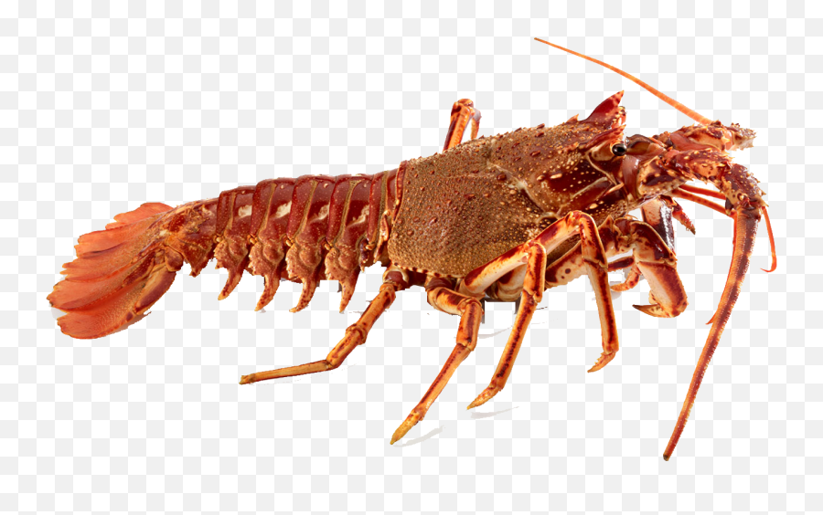 Crawfish Transparent Background Png