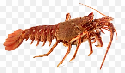 Crawfish Transparent Background Png