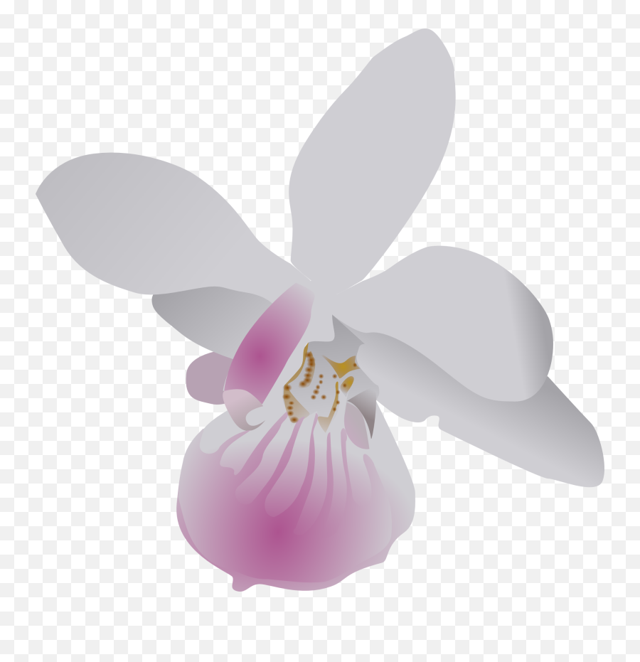 Butterfly Orchid Flower - Orchid Clip Art Png,Orchid Png