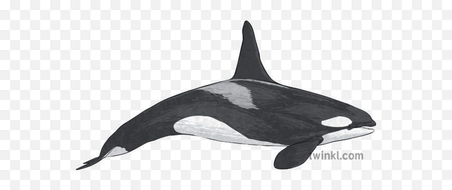 Killer Whale 2 Illustration - Killer Whale Png,Killer Whale Png