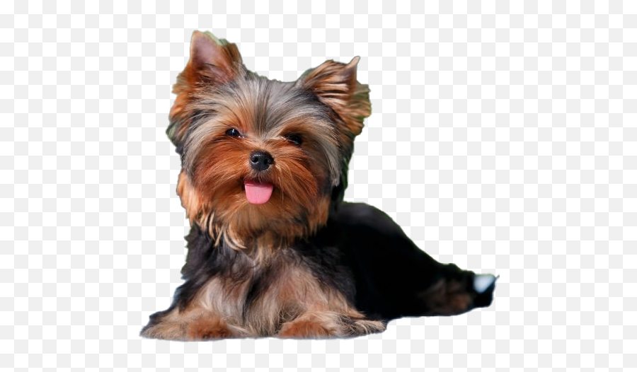 Yorkshire Terrier Png Transparent - Cute Yorkie Transparent Background,Yorkie Png