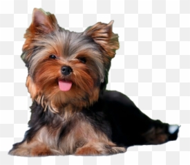Yorkshire Terrier Png Transparent - Cute Yorkie Transparent Background,Yorkie Png