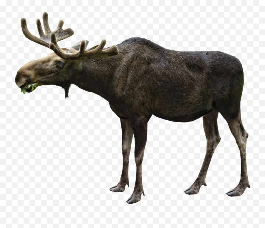 Moose Eating Png Image - Purepng Free Transparent Cc0 Png Moose Png,Eating Png