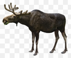 Moose Eating Png Image - Purepng Free Transparent Cc0 Png Moose Png,Eating Png