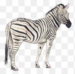 Zebra Png Transparent Free Images Only - Background Clip Art