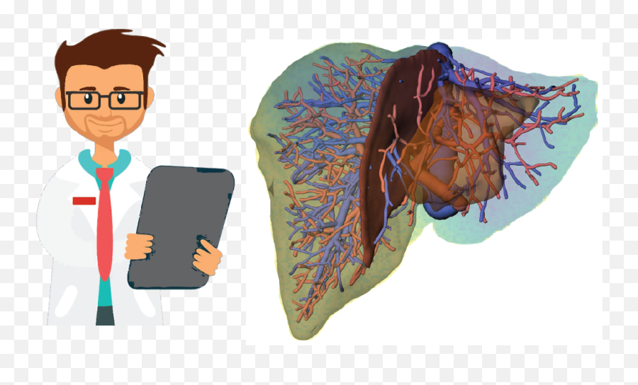 Qualiperf - Quantifying Liver Perfusionfunction Communication Device Png,Liver Icon