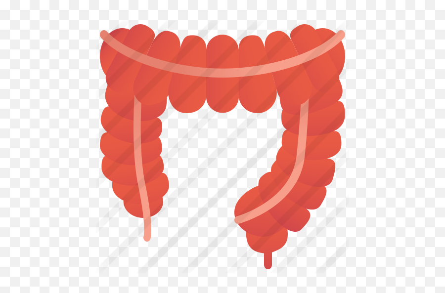 Large Intestine - Intestino Grueso Icono Png,Intestine Icon