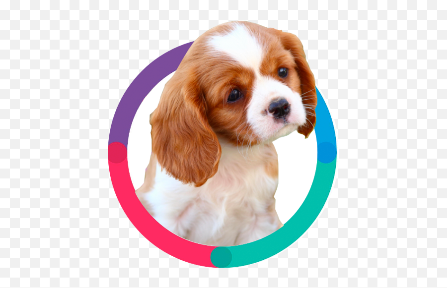 Flea U0026 Tick Prevention For Dogs Cats Bravecto Fluralaner - Cavalier King Charles Spaniel Png,Watch Dogs Icon File