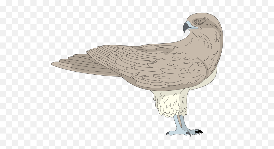 Brown Hawk Png Svg Clip Art For Web - Download Clip Art Hawk,Hawks Icon