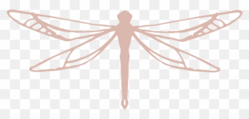 Re - Becoming Women Midlife Odonata png