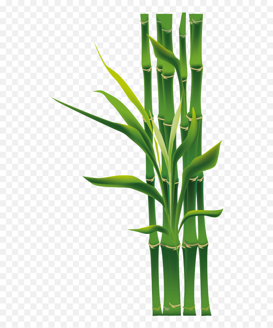 Free Download Bamboo Png Clipart Tropical Woody Bamboos - Bamboo Png,Bamboo Leaves Png