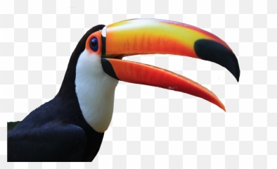Toucan Wallpapers V Png Tucan