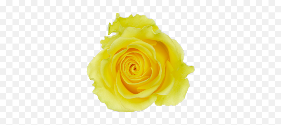 Freshbids Buy It Now Png Yellow Rose Icon
