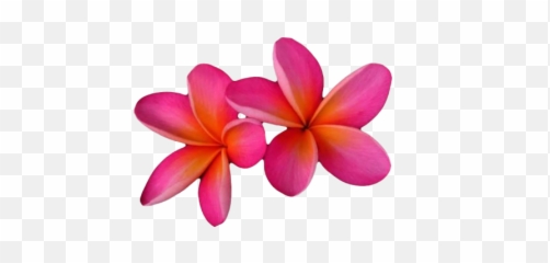 Hd Northern Tropical Plants - Transparent Pink Frangipani Png