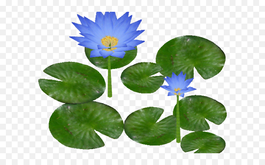 Water Lily Png Clipart Mart - Water Lily Clipart Png,Lilies Png