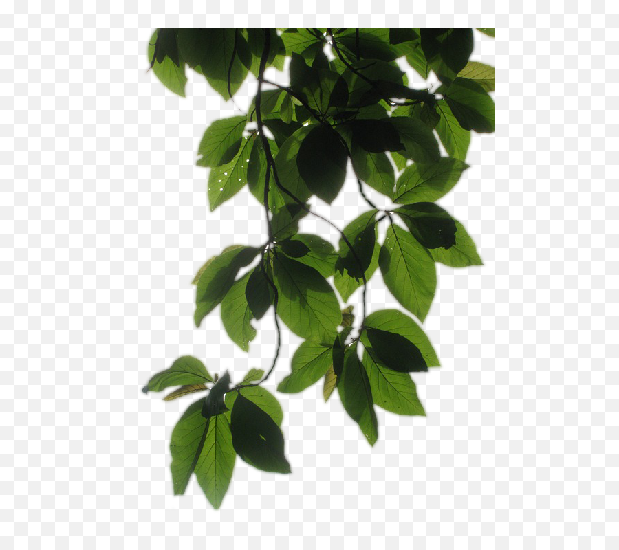 Vines Transparent Background Vines Transparent Transparent Background Vine Transparent Png Transparent Vine Free Transparent Png Images Pngaaa Com - youtube roblox vines