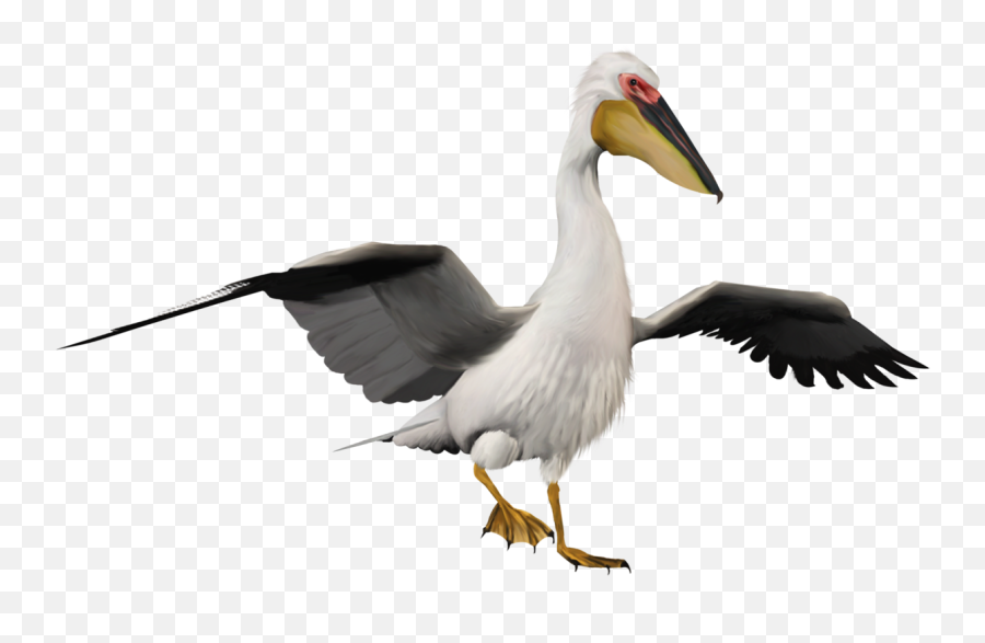 Pelican Png Image Background - Cigüeña Y El Pingüino,Pelican Png